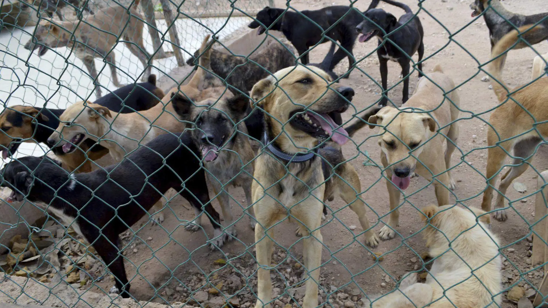 Piden que refugios sean seguros para los animales rescatados 
